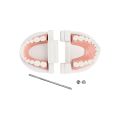 1pcs Cheap Standard Dental Model Teeth Teaching Model Plastic Teeth Model For Dentist Dental Students Studying Education Display. 