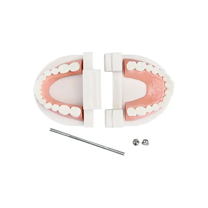 1pcs%20Cheap%20Standard%20Dental%20Model%20Teeth%20Teaching%20Model%20Plastic%20Teeth%20Model%20For%20Dentist%20Dental%20Students%20Studying%20Education%20Display%20-%20Image%204