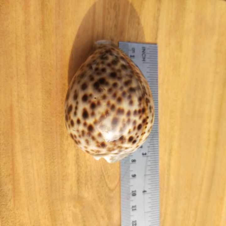 Artificial%20%20Shell%20for%20Jewelry%20Making%20Craft%20Decoration%20Big%20Size%20Half%20Shape%20Spiral%20Shell%20%7C%20Aquarium%20Decoration%20sea%20shamukh%203%20inch%20-%20Image%207