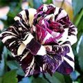 Black Dragon Rare Rose seeds-30pcs. 