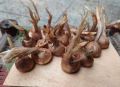 Original Germinated Saffron Bulb seeds pack of 3 saffron bulb. 