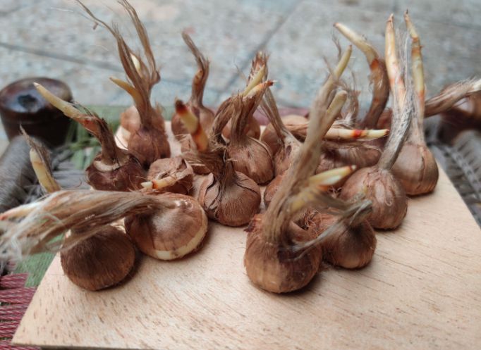 Original Germinated Saffron Bulb seeds pack of 3 saffron bulb