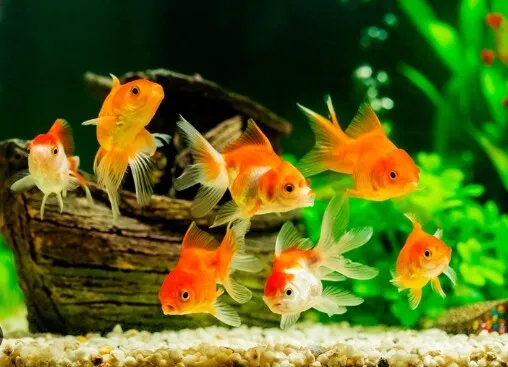 Hikari%20goldfish%20-%20Image%203