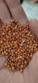 Red Sorghum Grains (Laal Jowar) (1 KG). 