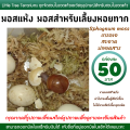 Snail Farming Moss, Dried Moss, Sphagnum Moss, 50 Baht Per Box.. 