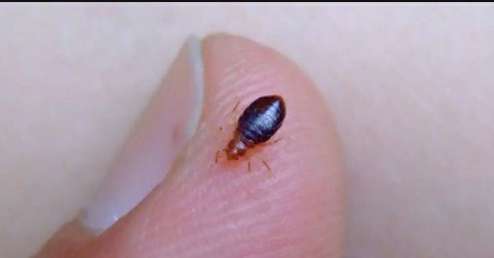 Indian%20Aluminum%20Phosphide%20Tablet,%20Charpoka%20Insecticide%20/%20Bug%20Killer%20/%20Fumigation%20Tablets%20/%20Rat%20&%20Insect%20Poisonous%20Gas%20(30%20pcs)%20-%20Image%206