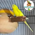 Pack of 5 Keekar Wood Matki Stick Breeding Box Stick for birds - Budgies Finch Java Love Birds Cocktails Ring Neck Raw etc. 