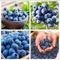 Thai Blueberry Fruit Bonsai Tree Seeds - 10+ Pcs Seeds.