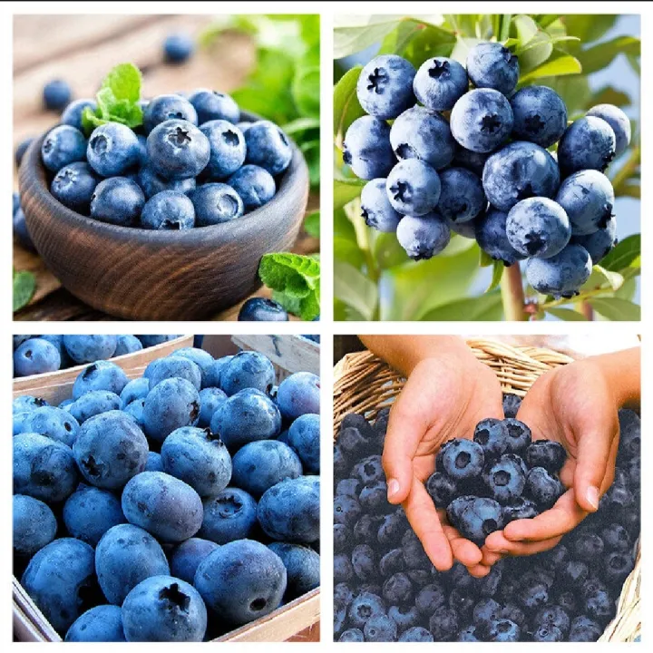 Thai%20Blueberry%20Fruit%20Bonsai%20Tree%20Seeds%20-%2010+%20Pcs%20Seeds%20-%20Image%208
