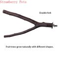Natural Wood Pet Parrot Raw Wood Fork Tree Branch Stand Rack Squirrel Bird Hamster Branch Perches Chew Bite Toys Stick. 