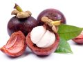 Mangosteen fruit plant mangus pala.. 