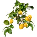 Lemon plant. 