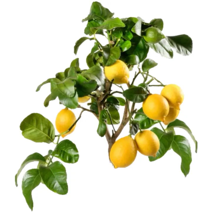 Lemon%20plant%20-%20Image%202