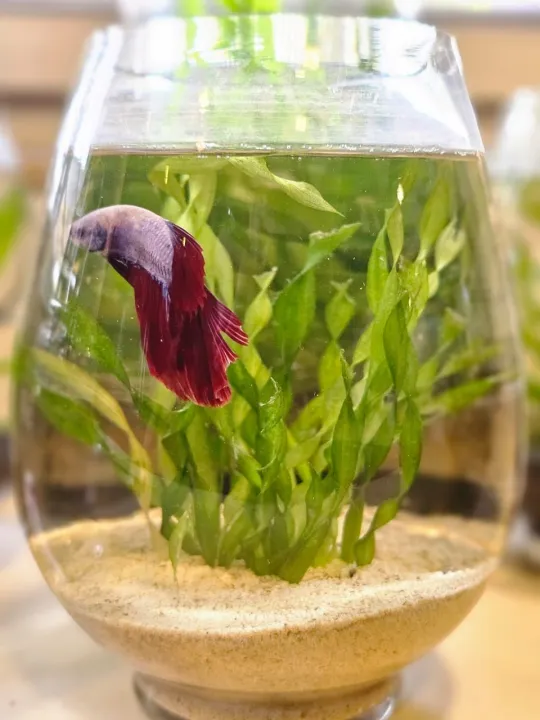 Betta%20fish%20Bowl/%20Glass%20Bowl%20for%20mini%20planted%20terrarium,%20planted%20-%20Image%206