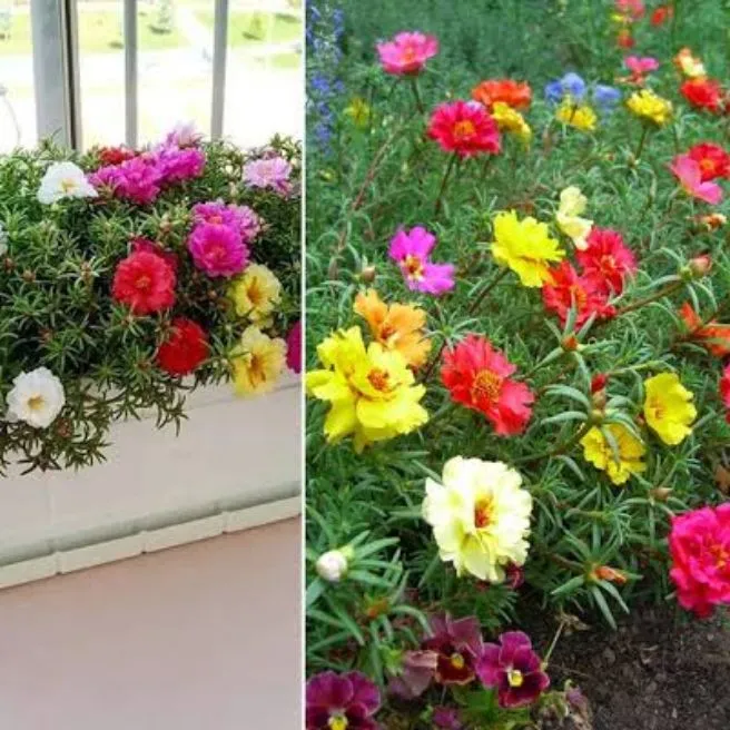 60+%20Cuttings%20Moss%20Rose%20/%20Portulaca%20/%20Gul%20E%20Dopahri%20/%20Dopahar%20Booti%20/%20in%20Different%20Colors%20Live%20Plant%20-%20Image%203