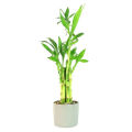 1 pcs lucky bamboo Real Plants Rooted For Home And Office. 