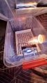 24 eggs mini incubator semi automatic egg incubator 220v chicks breeding machine with tray and 60Watt bulb. 