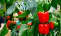 F1 hybrid Shimla mirch / capsicum/ bell peppers seeds in red , green , yellow and purple. 
