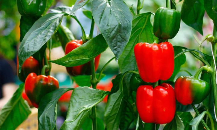 F1%20hybrid%20Shimla%20mirch%20/%20capsicum/%20bell%20peppers%20seeds%20in%20red%20,%20green%20,%20yellow%20and%20purple%20-%20Image%209
