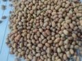 Natural Whole Moth Beans 1000gm. 