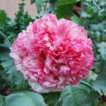 Flemish Antique Poppy, 50 Seeds. 