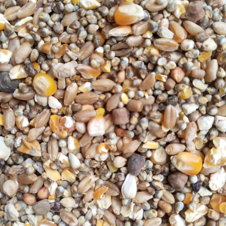 Pigeon%20feed%201kg%20-%20Image%203