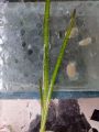 Leopard vallisneria Plant for aquarium, Planted Tank, Aquascaping. 