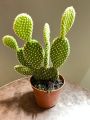 live bunny ear plant (cactus +succulent) outdoor plants with one gift plant. 