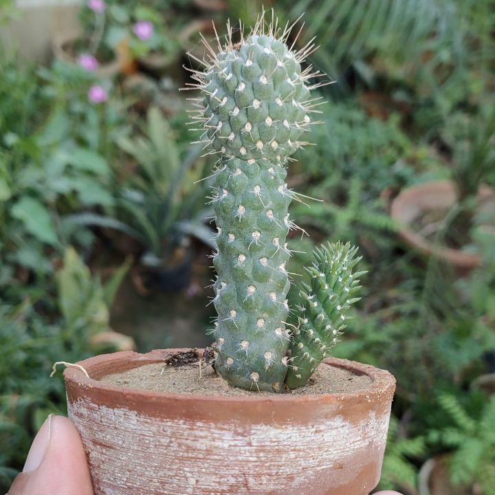 Plants Small Live Plants