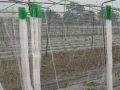 Vegetable Net Fruits and Vegetables Net and support-Nylon Trellis and crop Net for Climbing plants and vegetables -8feet *220 feet. 