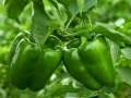 20 Seeds Bell Pepper Capsicum loose Seeds. 