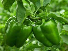 20%20Seeds%20Bell%20Pepper%20Capsicum%20loose%20Seeds%20-%20Image%208