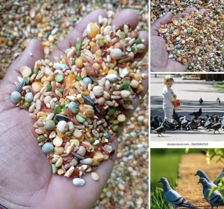 High Fly Pigeons Bird Mix Food 1kg (High Quality Seeds Mix Includes)