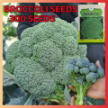 Fast delivery! Easy to grow all over Thailand 100% PCs broccoli seeds for sale vegetable seeds healthy and high nutrition vegetable seeds plant air purification plants. 