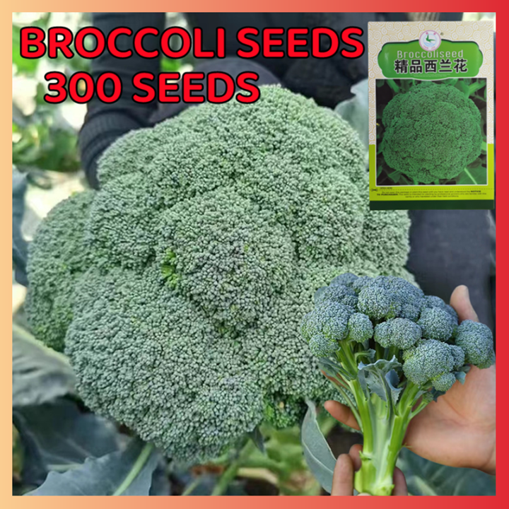 Fast delivery! Easy to grow all over Thailand 100% PCs broccoli seeds for sale vegetable seeds healthy and high nutrition vegetable seeds plant air purification plants