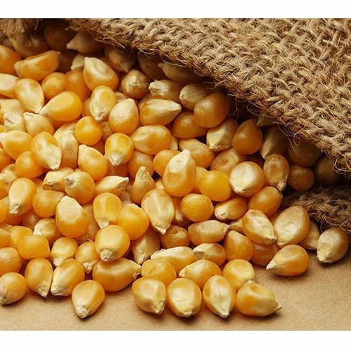 Corn Bird Food Seed 1kg