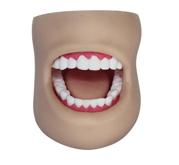 Dental Care Model(With Cheek)
Product No: XC-403D