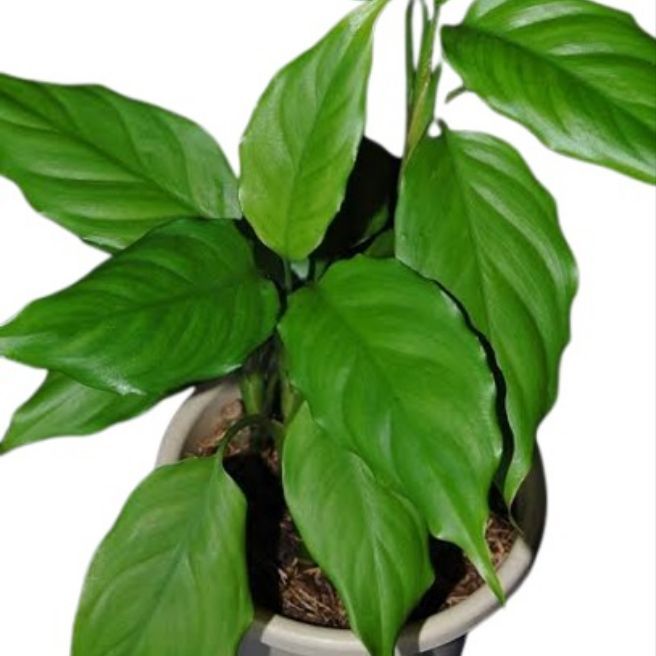 Aglaonema Modestum Indoor Live Plants / Chinese Evergreen / Green for Ten Thousand Years Live Plant