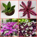Cryptanthus plants package/4 in one(cryptanthus plants,sanserveira plant,caladium blaze pink,purple passion plant). 