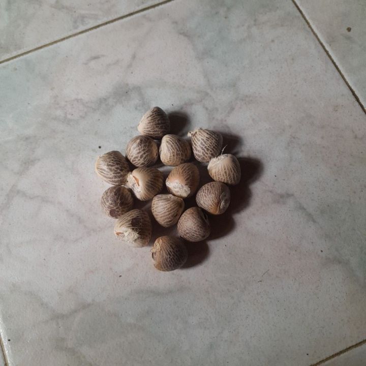 areca%20nut%20betle%20nut%20100%25sun%20dry1kg(karunka)%20-%20Image%202