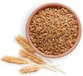 Wheat Grain A+ Export Quality Wheat Seeds Gandom 1KG. 