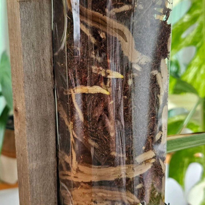 Pack%20of%204%20Transparent%20Aroid%20pole%20(1%20Feet%20size%20)%20%7C%20Plant%20Vertical%20support%20poles%20%7C%20Clear%20Aroid%20Poles%20for%20Sphagnum%20Moss%20-%20Image%203