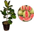 Big size 100% Orignal Red guava plant with pot Live Plant | Real | outdoor plants| Fruit plants | Pink Guava Plant, Red Guava Plant | Plant Parlour. 