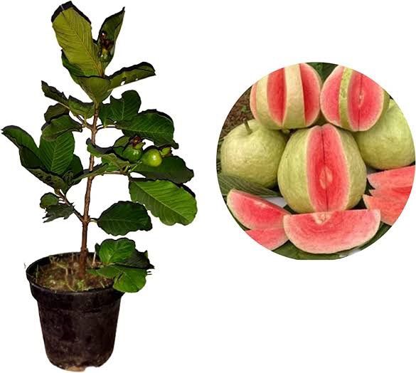 Big size 100% Orignal Red guava plant with pot Live Plant | Real | outdoor plants| Fruit plants | Pink Guava Plant, Red Guava Plant | Plant Parlour