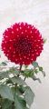 Indian Dahlia Flower/ 3+ Hybrids seeds/Bulb. 