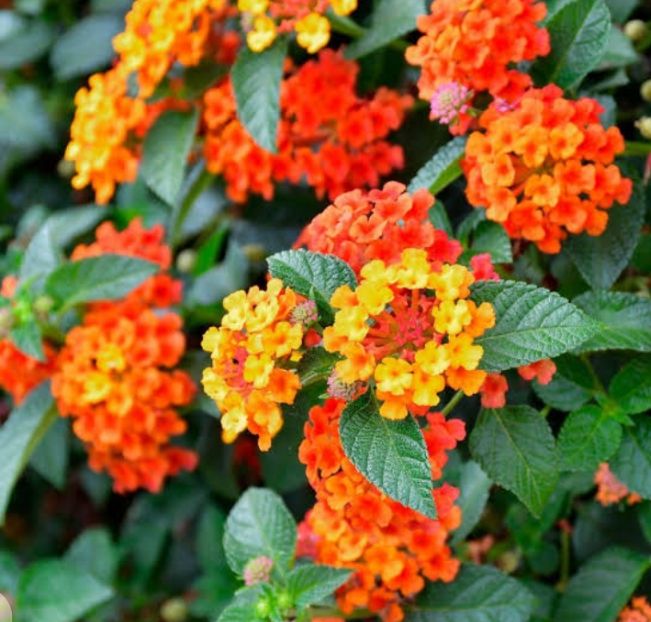 Lantana Flower Seeds (10 seeds)