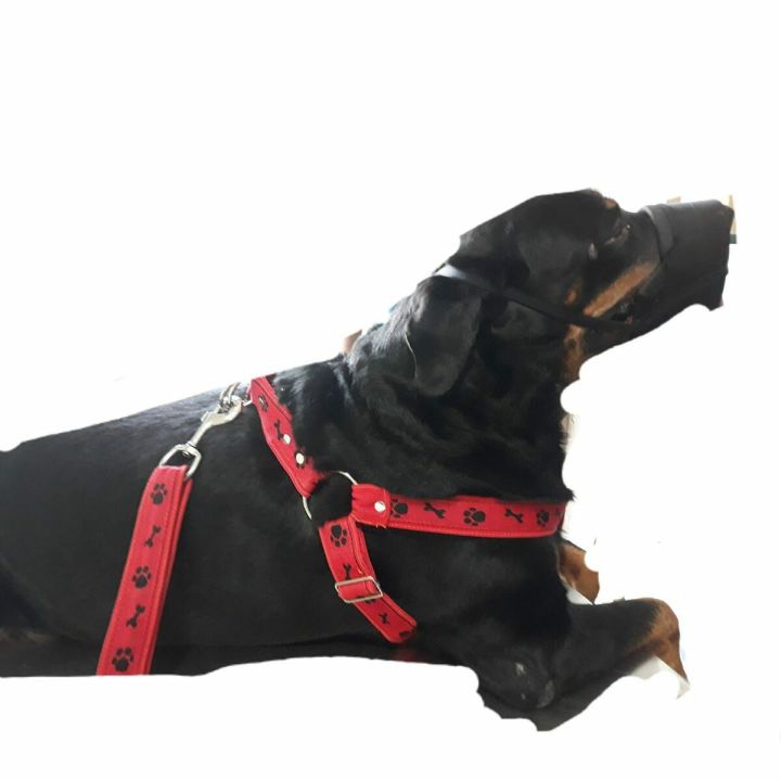 Dog harness and leach / large size/Printed colour/ large breed dogs