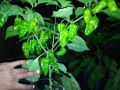 Nai miris / scotch bonnet darkgreen (seeds100). 