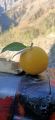 Fresh Farm-Grown Oranges - Naturally Sweet and Juicy. 