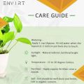 live Kangi palm plant, size: 3 feet | Sago Palm plant, Cycas revoluta plant With pot | indoor plants | Real Kangi Palm | Plant Parlour. 